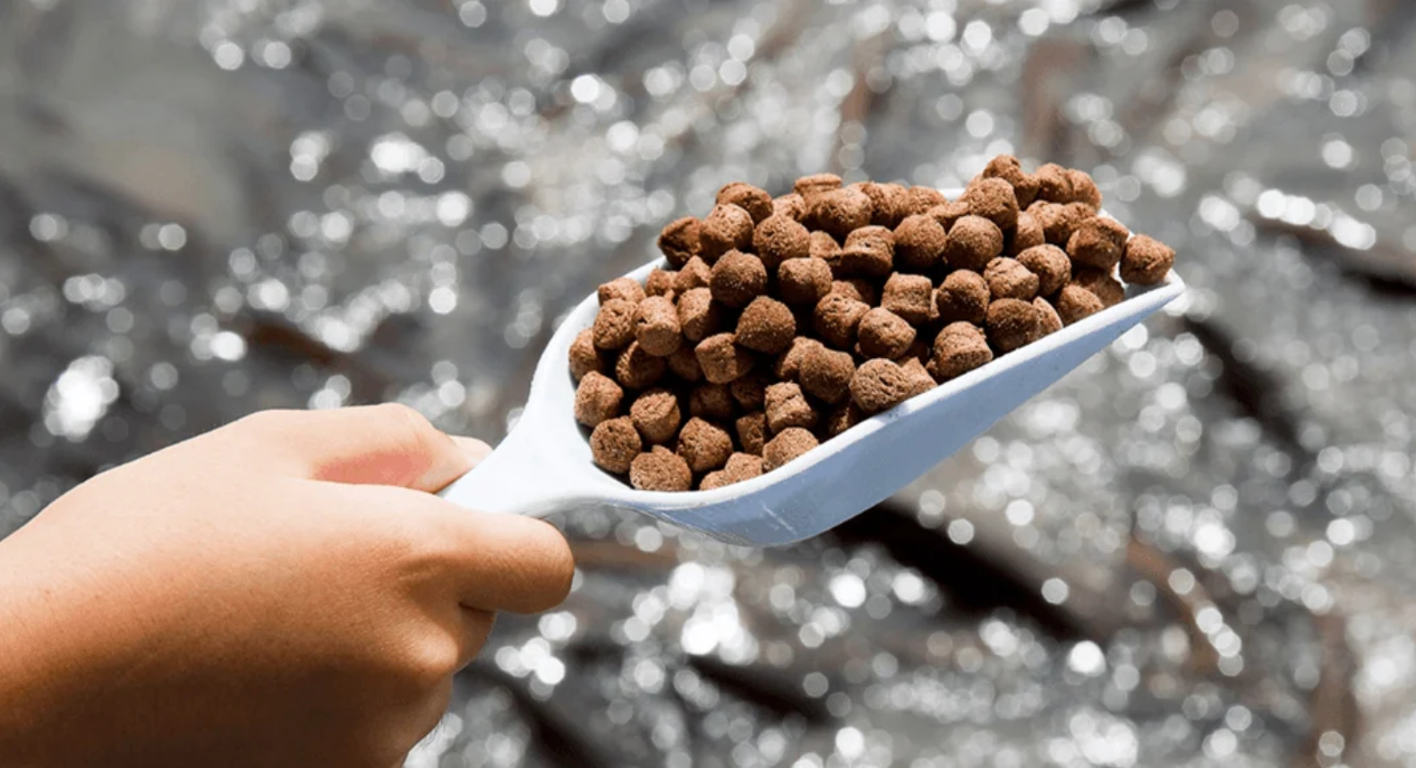 MAE announces procedures for granting import aquafeed permits